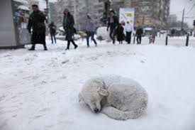 Caring Street Dog in Winter